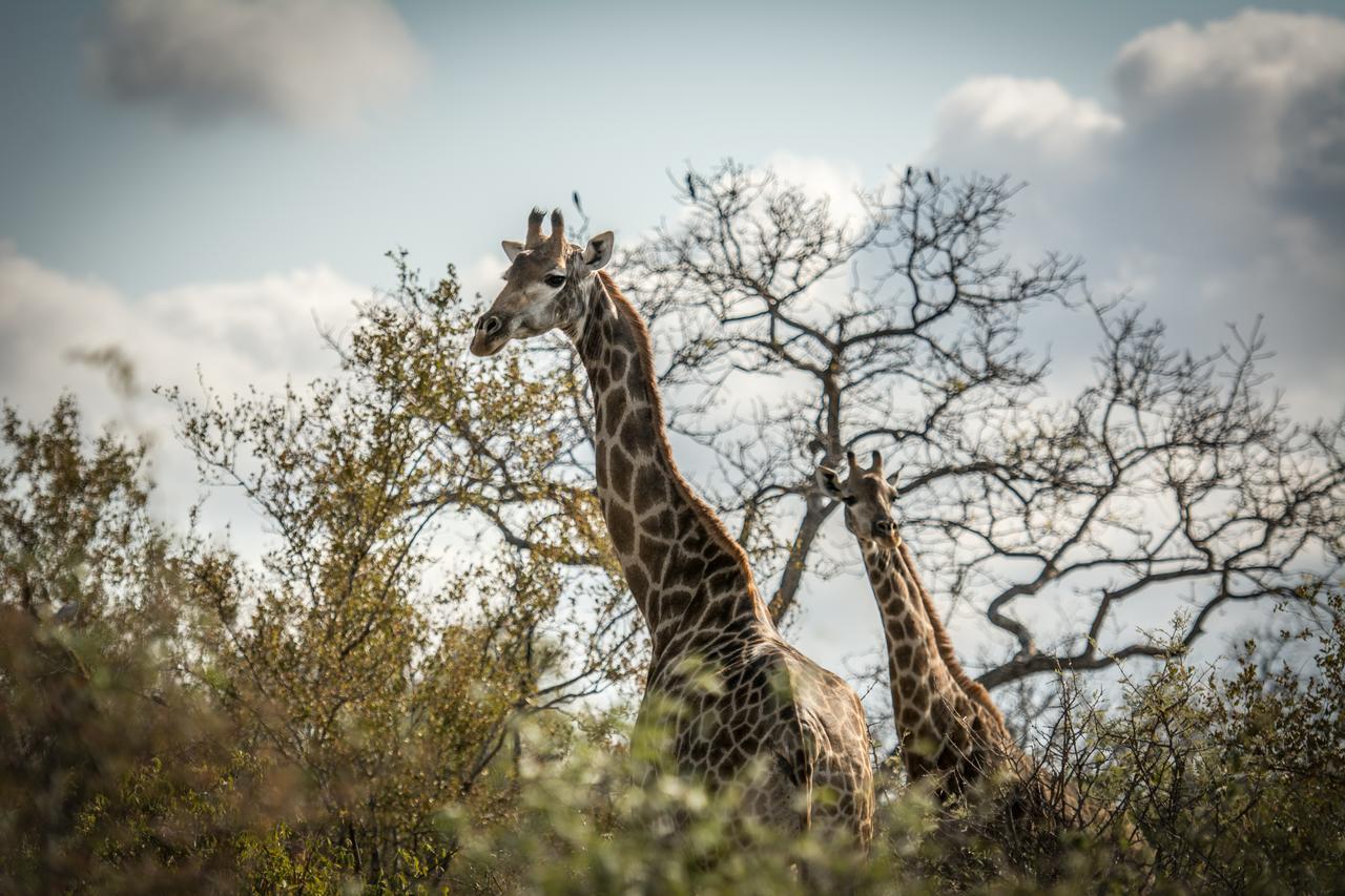Villa Garonga Safari Makalali Game Reserve Exterior foto
